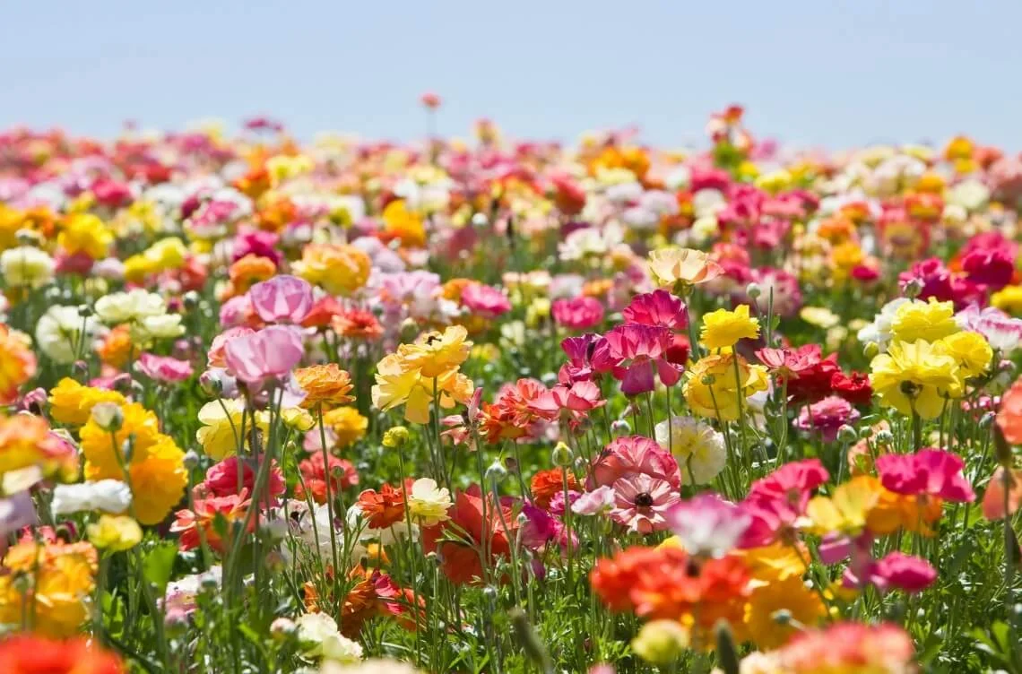 les noms des fleurs en allemand